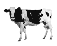 Cow Pic