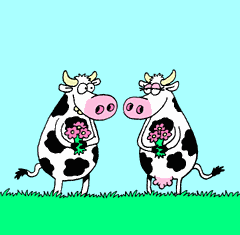 Cow Pic