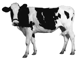 Cow Pic