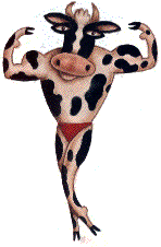 Cow Pic