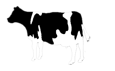 Cow Pic