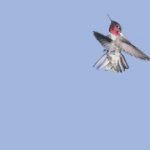 Animated Graphic