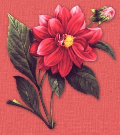 Flower Sets